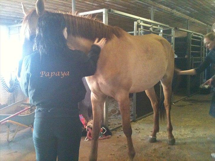 Papaya Til Røngten (: billede 8