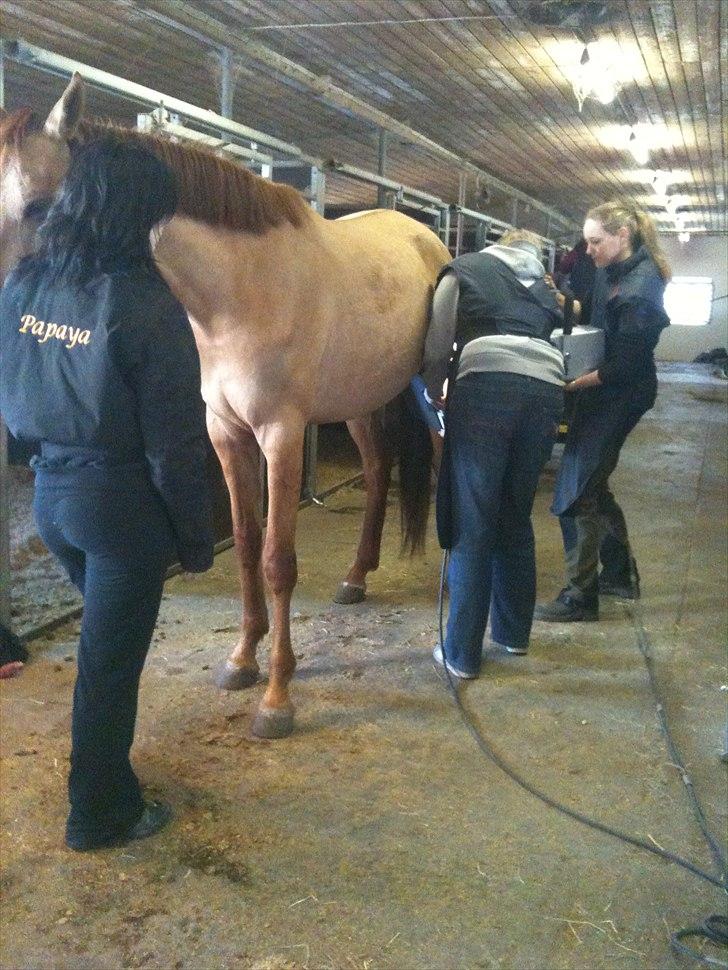 Papaya Til Røngten (: billede 9