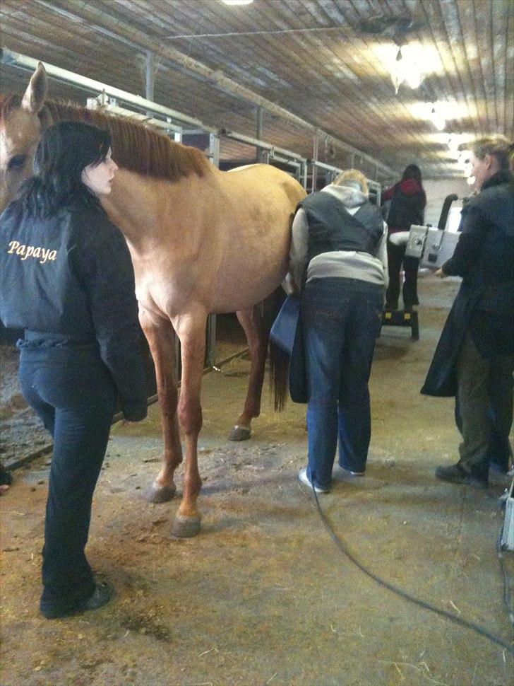 Papaya Til Røngten (: billede 10