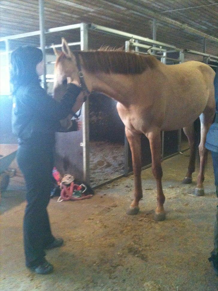 Papaya Til Røngten (: billede 11