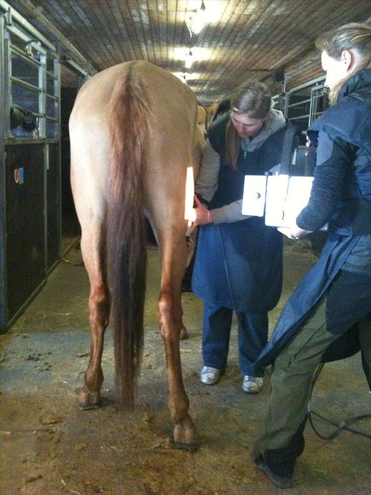 Papaya Til Røngten (: billede 13