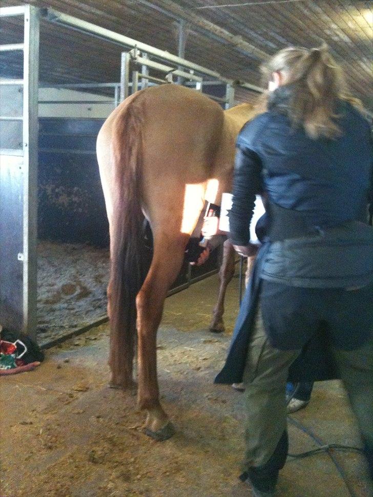 Papaya Til Røngten (: billede 14