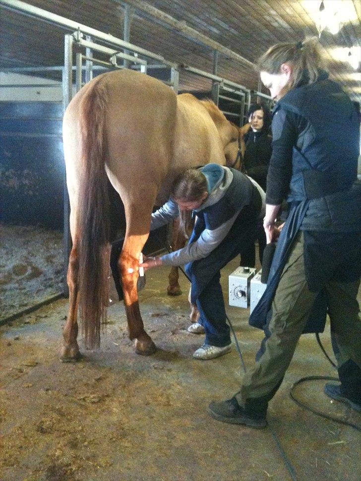 Papaya Til Røngten (: billede 15