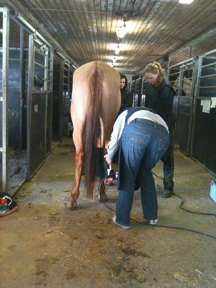 Papaya Til Røngten (: billede 16