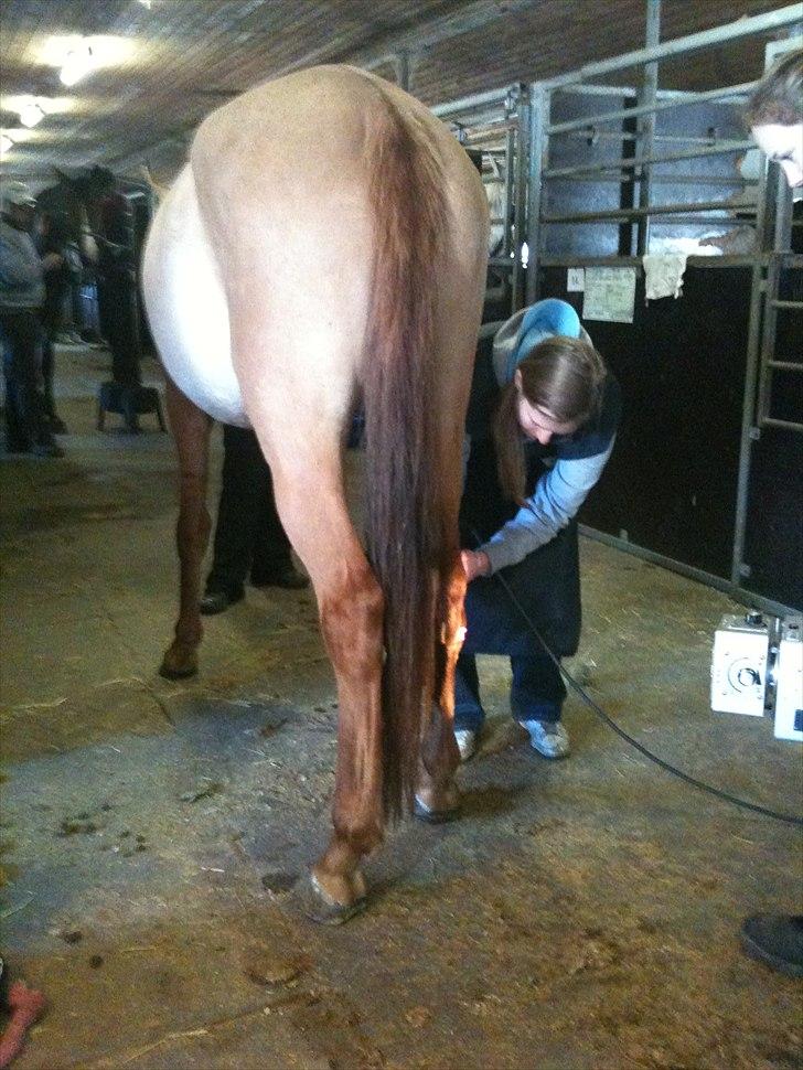 Papaya Til Røngten (: billede 17