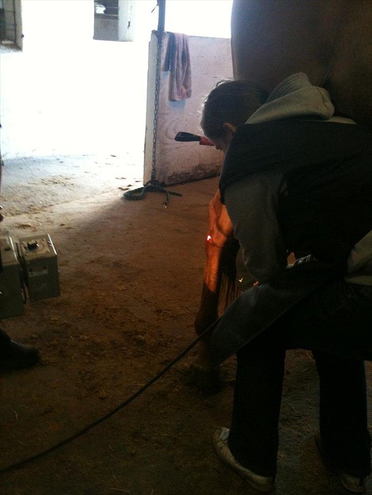 Papaya Til Røngten (: billede 20