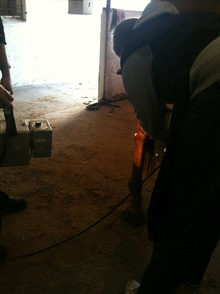 Papaya Til Røngten (: billede 22