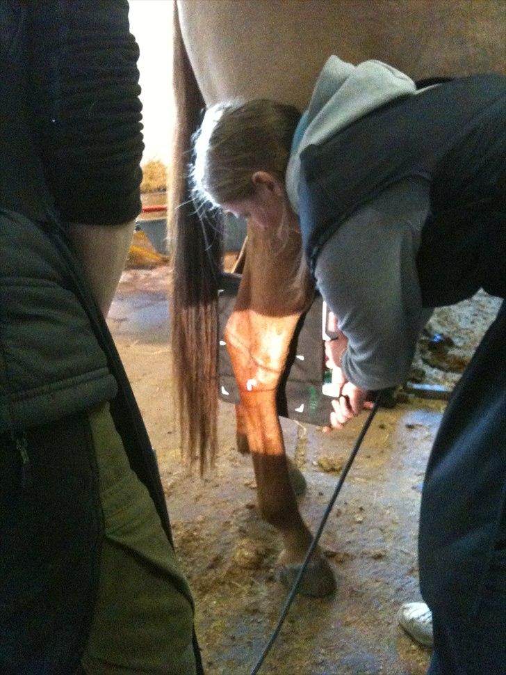 Papaya Til Røngten (: billede 23