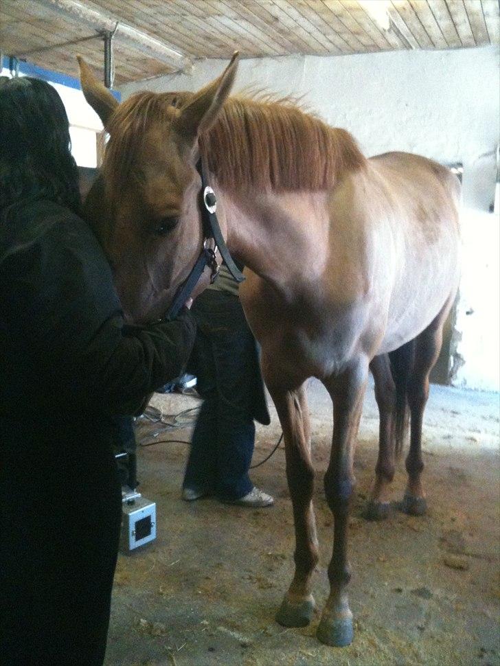 Papaya Til Røngten (: billede 24