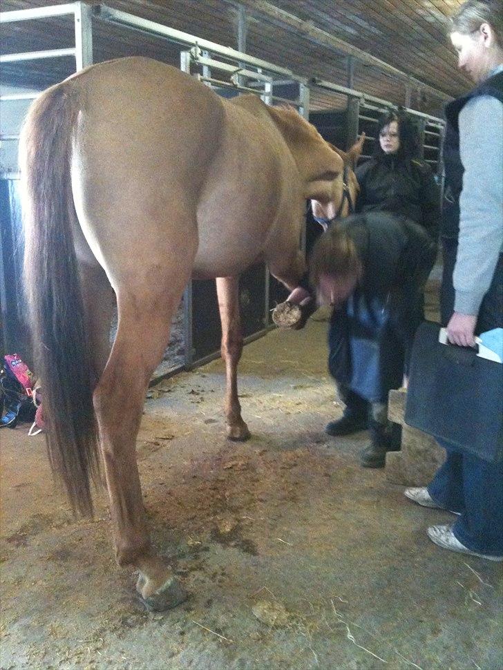 Papaya Til Røngten (: billede 25