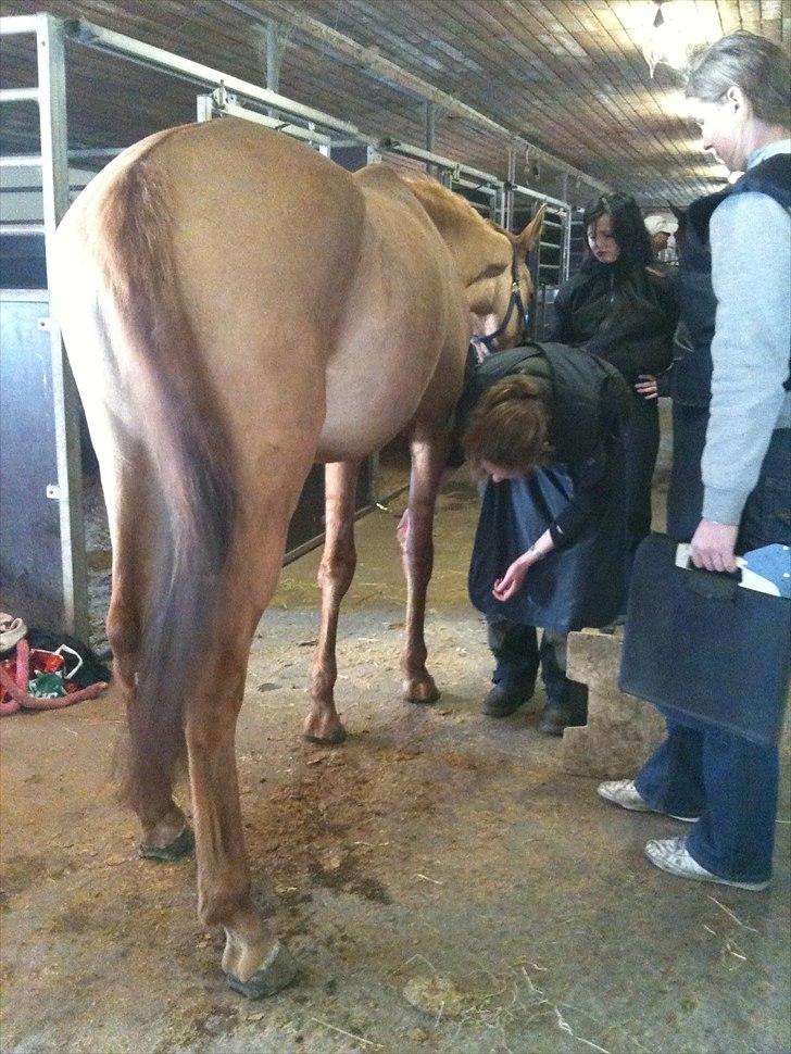 Papaya Til Røngten (: billede 26