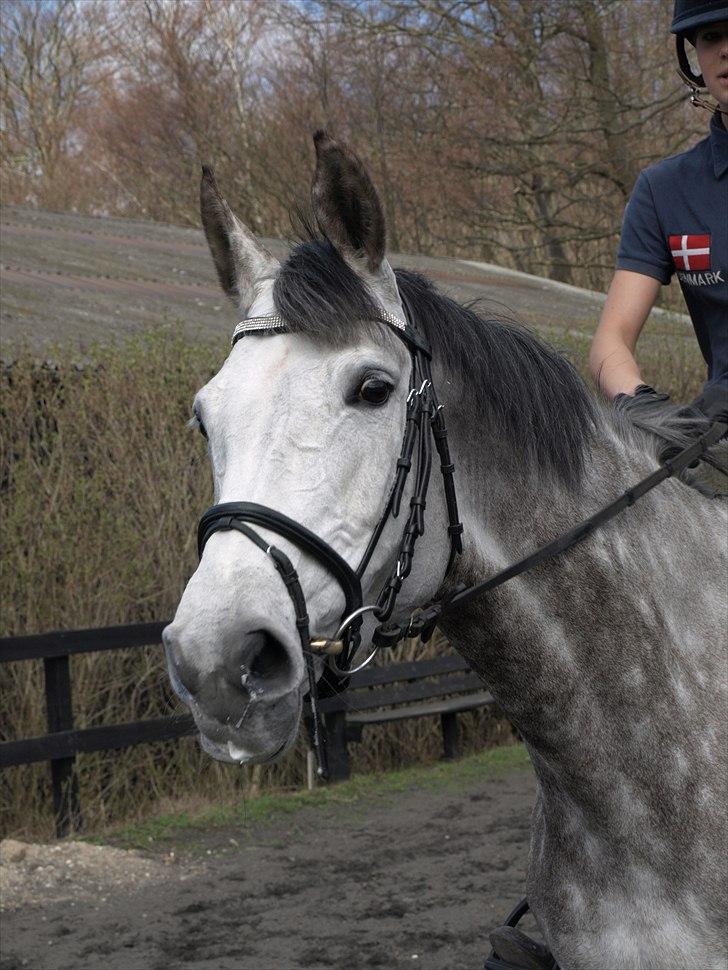 Kathrine og Grå  billede 2