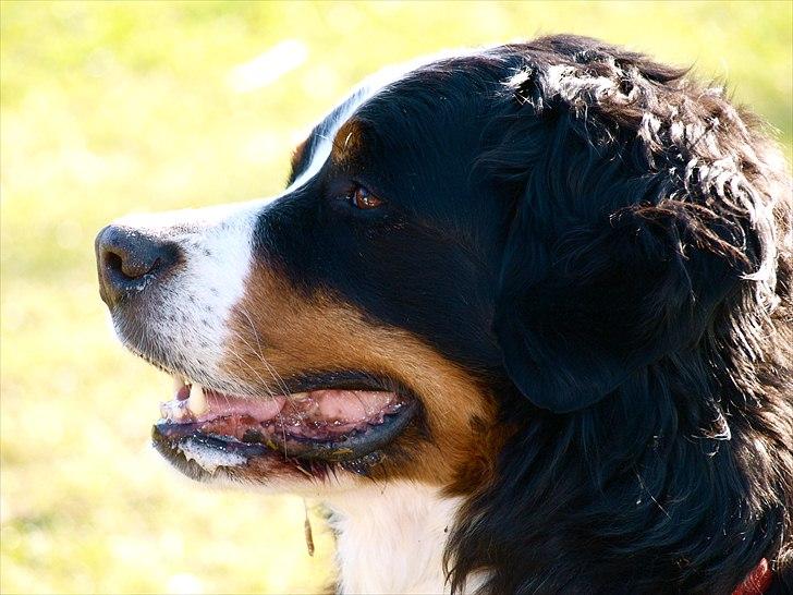 Kathrine og Grå  billede 22