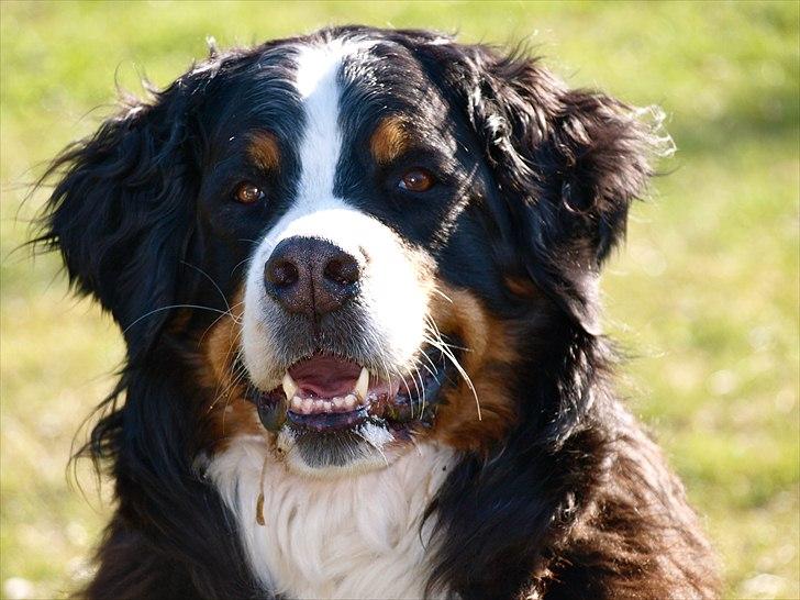 Kathrine og Grå  billede 23