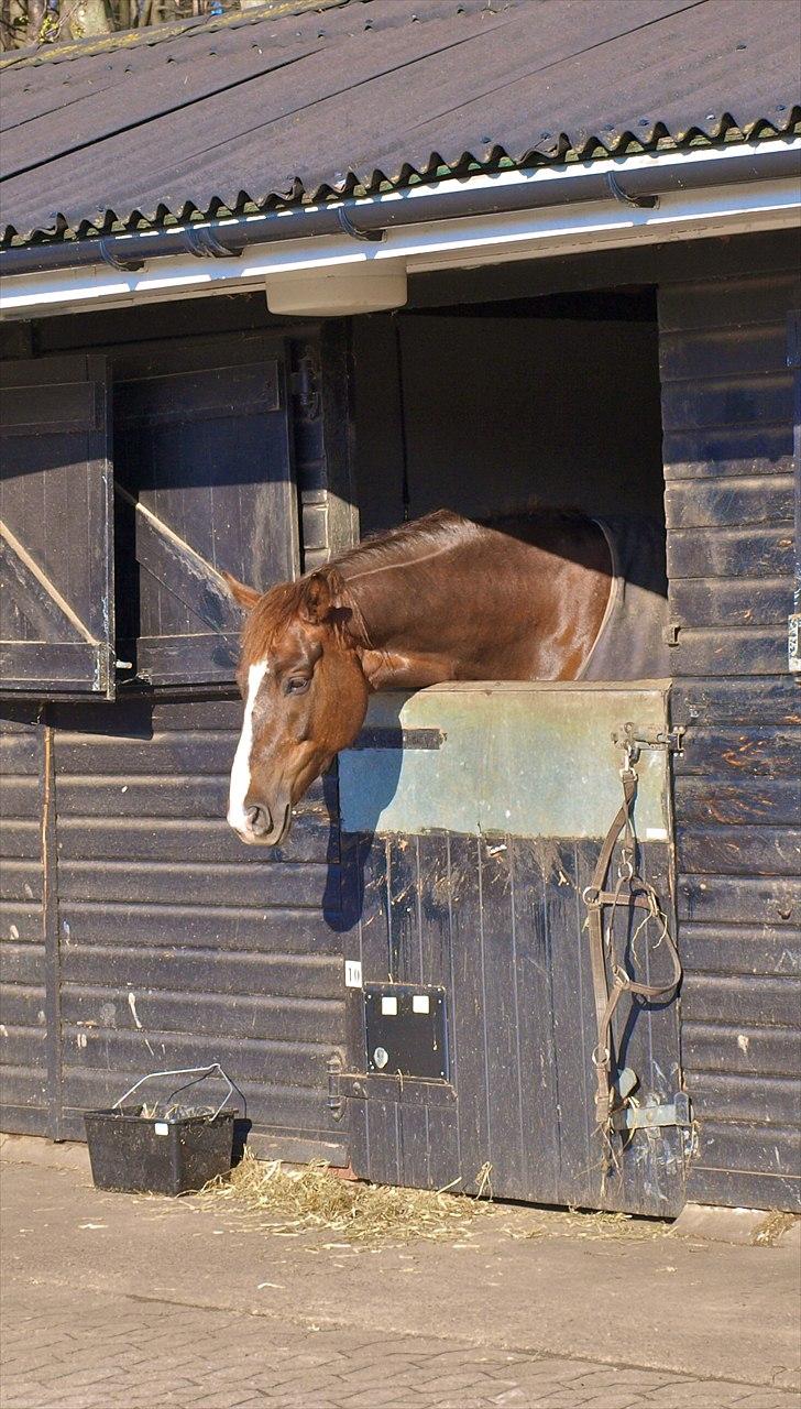Kathrine og Grå  billede 26