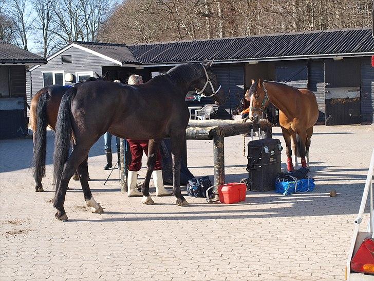 Kathrine og Grå  billede 27