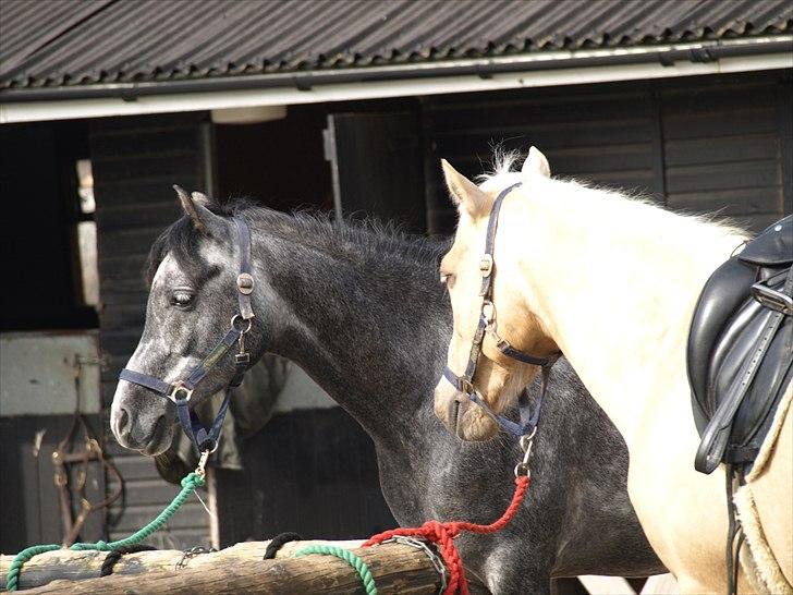 Kathrine og Grå  billede 30