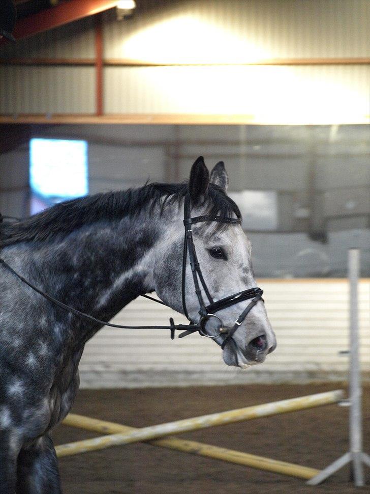 Kathrine og Grå  billede 36