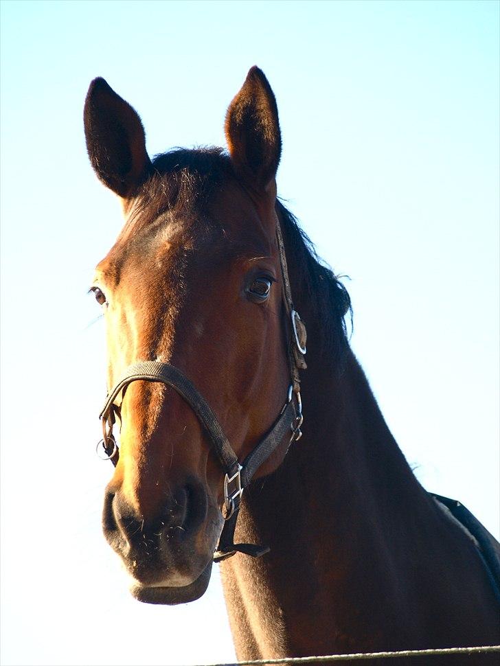 Kathrine og Grå  billede 37