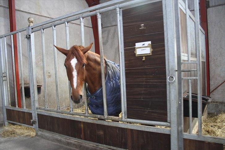 Hingste fremvisning hos Andreas Helgstrand billede 2