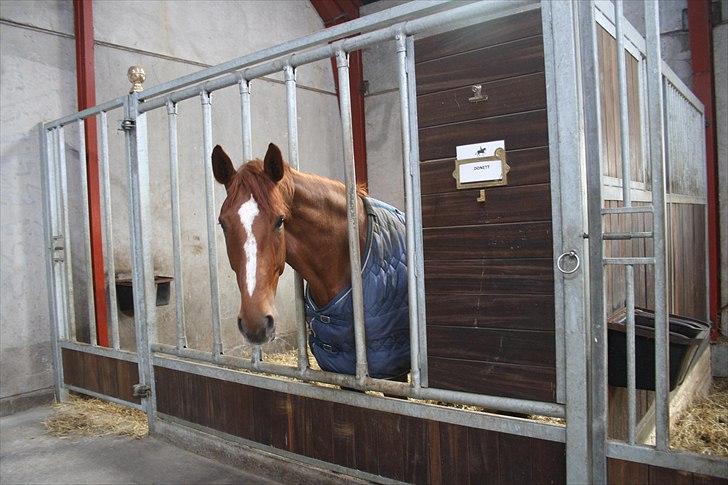 Hingste fremvisning hos Andreas Helgstrand billede 3