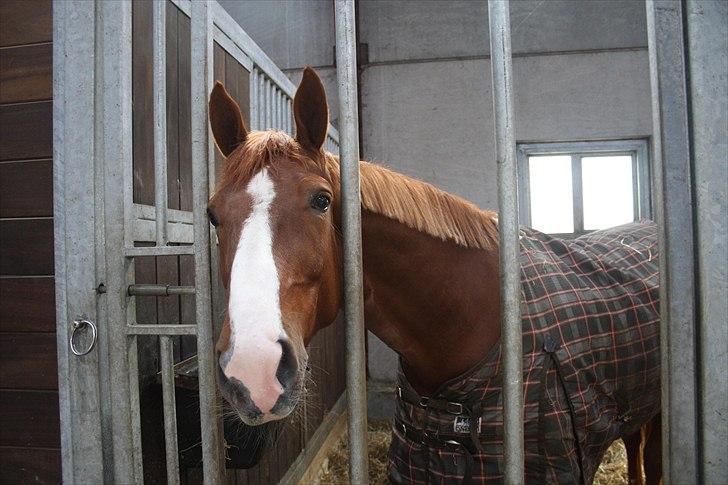 Hingste fremvisning hos Andreas Helgstrand billede 4