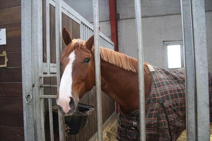 Hingste fremvisning hos Andreas Helgstrand billede 5