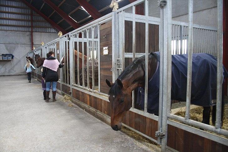 Hingste fremvisning hos Andreas Helgstrand billede 6