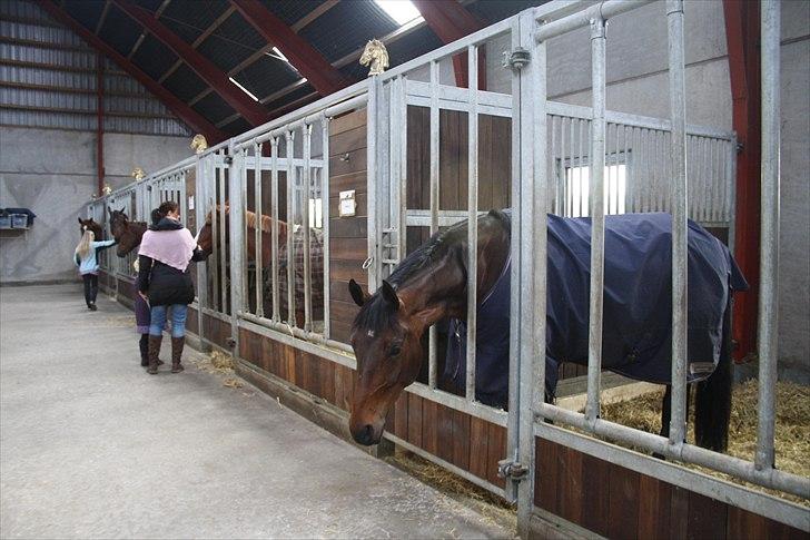 Hingste fremvisning hos Andreas Helgstrand billede 7