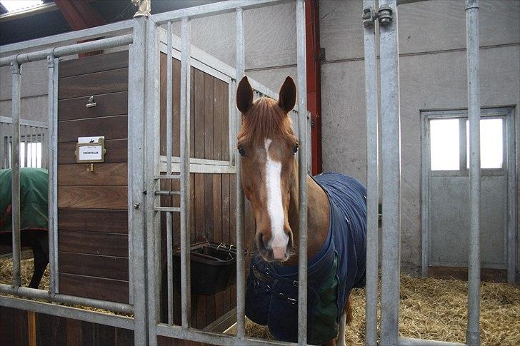 Hingste fremvisning hos Andreas Helgstrand billede 8