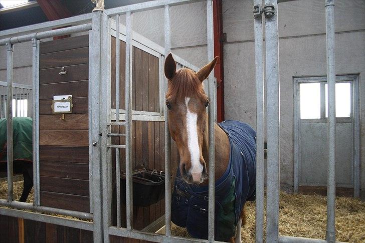 Hingste fremvisning hos Andreas Helgstrand billede 9