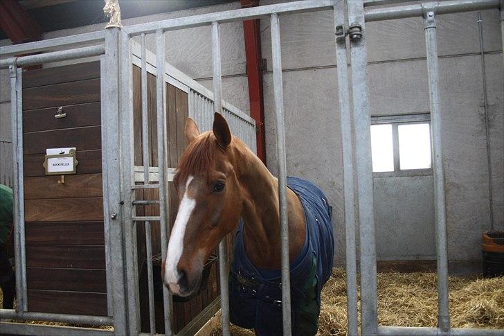 Hingste fremvisning hos Andreas Helgstrand billede 10