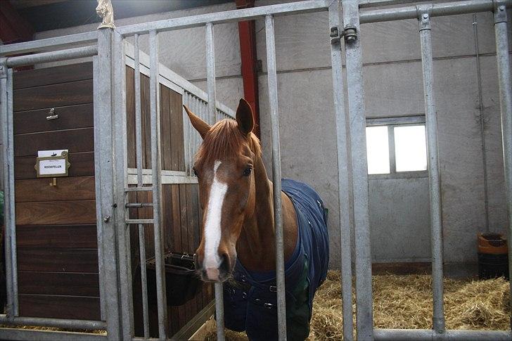 Hingste fremvisning hos Andreas Helgstrand billede 11