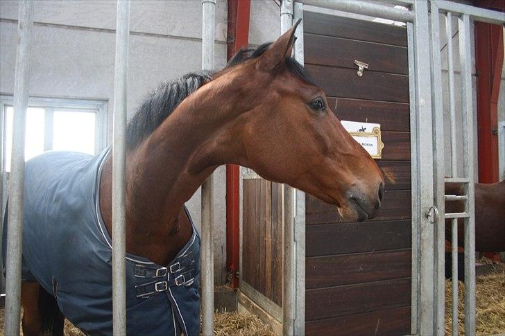 Hingste fremvisning hos Andreas Helgstrand billede 12