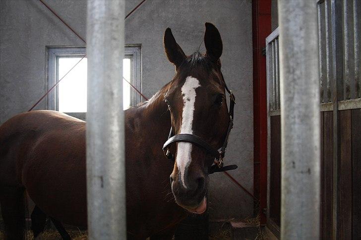 Hingste fremvisning hos Andreas Helgstrand billede 13