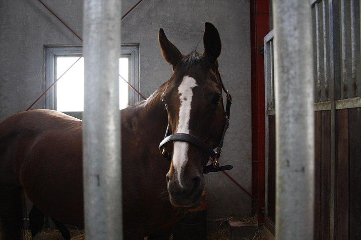 Hingste fremvisning hos Andreas Helgstrand billede 14