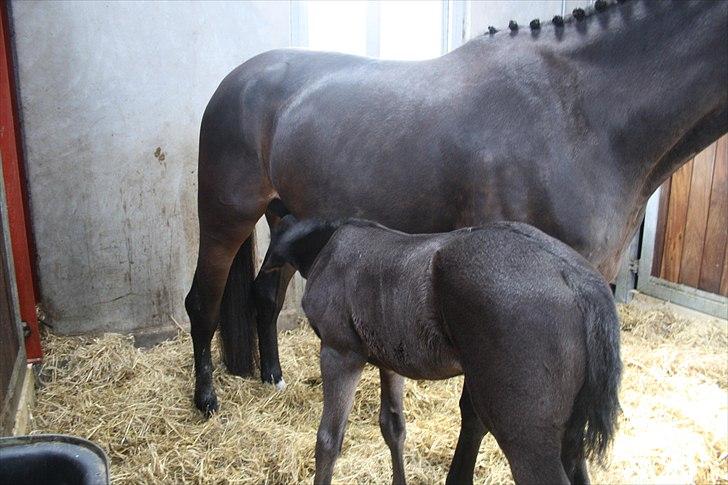 Hingste fremvisning hos Andreas Helgstrand billede 15