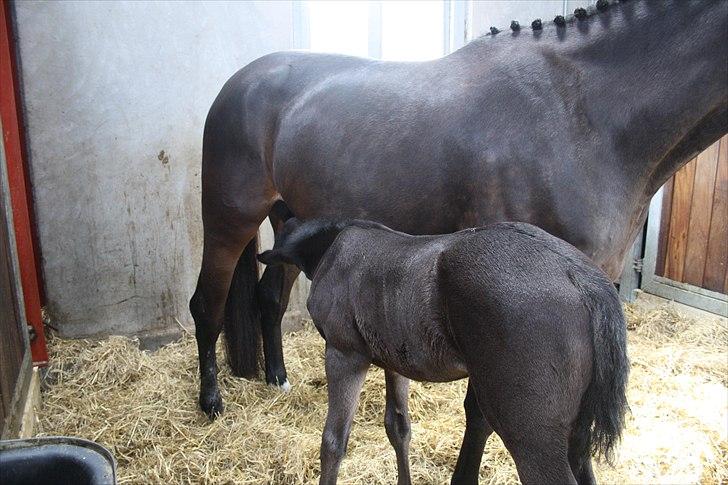 Hingste fremvisning hos Andreas Helgstrand billede 16