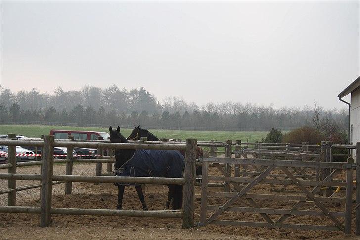 Hingste fremvisning hos Andreas Helgstrand billede 17