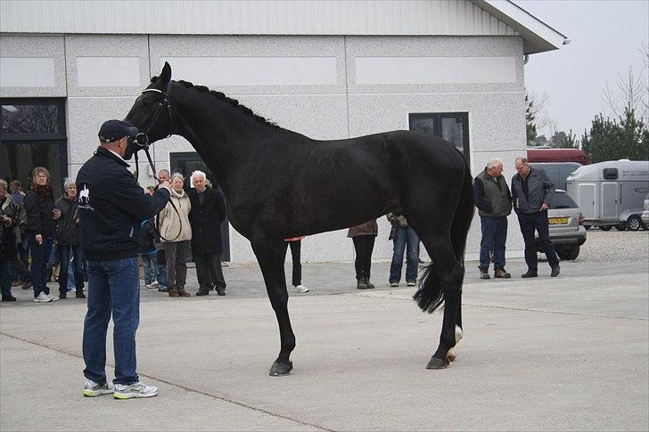 Hingste fremvisning hos Andreas Helgstrand billede 18