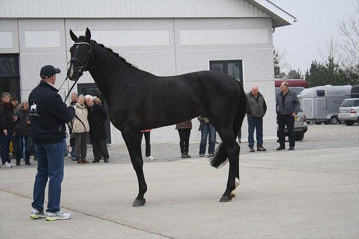 Hingste fremvisning hos Andreas Helgstrand billede 19