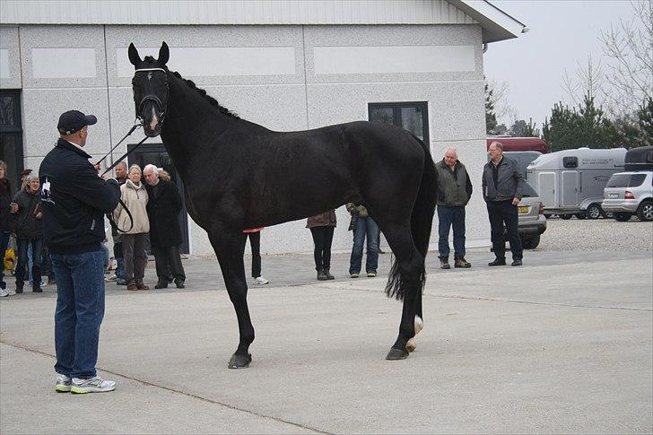 Hingste fremvisning hos Andreas Helgstrand billede 20