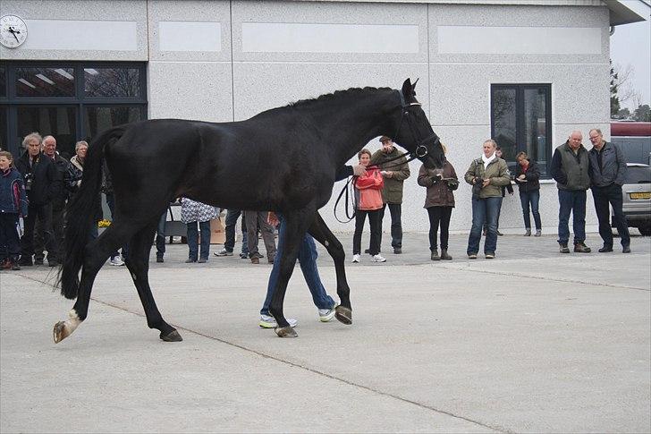 Hingste fremvisning hos Andreas Helgstrand billede 21