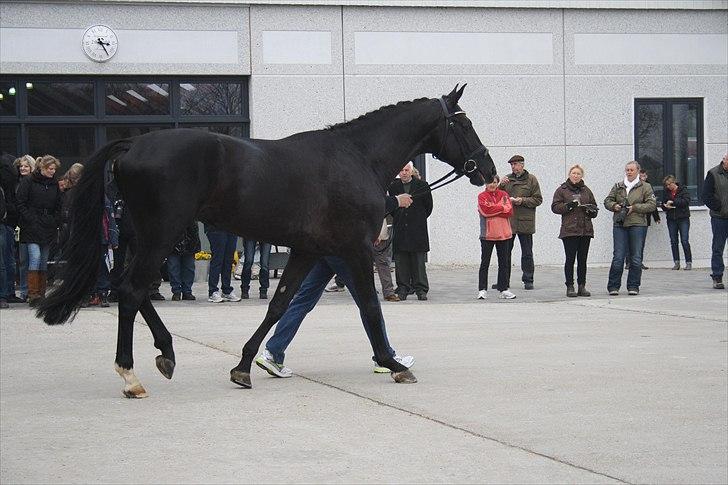 Hingste fremvisning hos Andreas Helgstrand billede 22