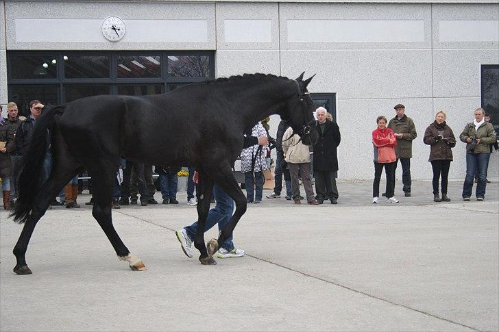 Hingste fremvisning hos Andreas Helgstrand billede 23