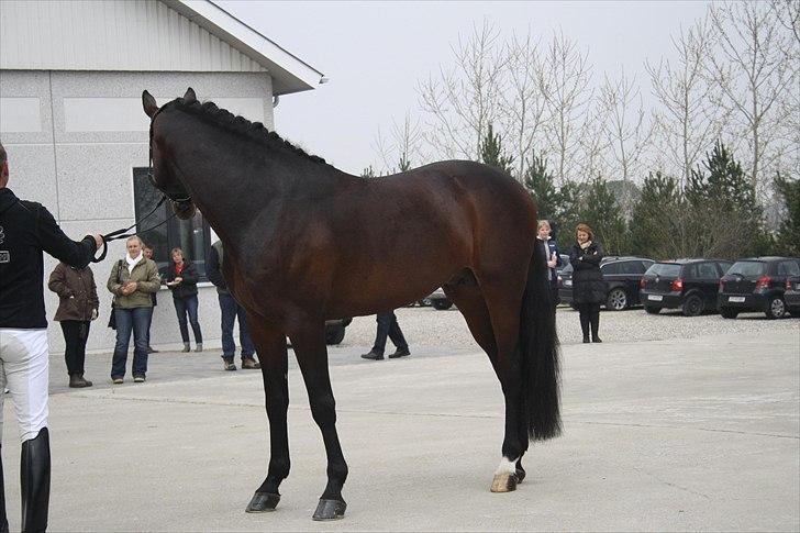 Hingste fremvisning hos Andreas Helgstrand billede 24