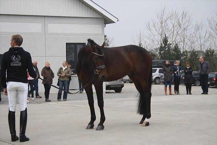 Hingste fremvisning hos Andreas Helgstrand billede 25