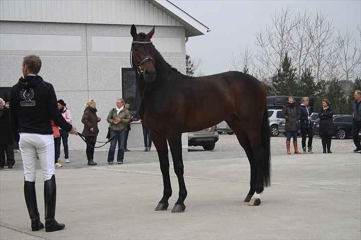 Hingste fremvisning hos Andreas Helgstrand billede 26