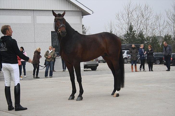 Hingste fremvisning hos Andreas Helgstrand billede 27