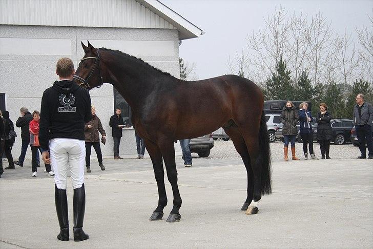Hingste fremvisning hos Andreas Helgstrand billede 28